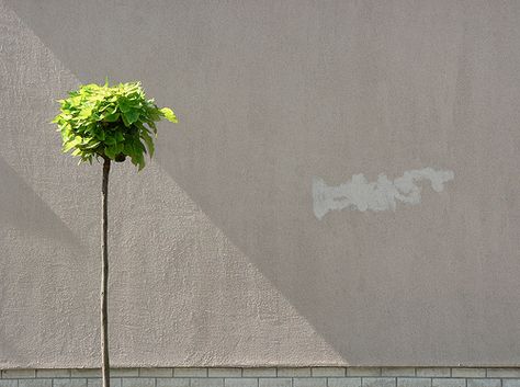 Suburban Minimalism | Urban Life of Trees (Set) Negative Space Photography, Birds Photography Nature, Nature Projects, Minimal Photo, Minimal Photography, Space Photography, Digital Photography School, Graphic Design Blog, Urban Nature