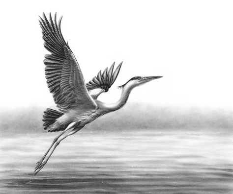 Grey Heron Taking Flight Flying Blue Heron Tattoo, Great Blue Heron Tattoo Traditional, Great Blue Heron Drawing, Blue Crane Tattoo, Flying Heron Tattoo, Heron Back Tattoo, Great Blue Heron Art, Grey Heron Tattoo, Heron Tattoo Traditional