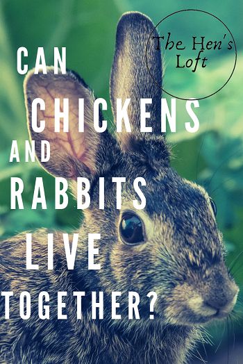 Rabbit Chicken Coop, Farm Rabbits, Raising Rabbits And Chickens Together, Backyard Rabbits, Rabbits And Chickens Together, Rabbits With Chickens, Raising Rabbits For Pets, Rabbit Run Ideas, Rabbit And Chicken Coop Together