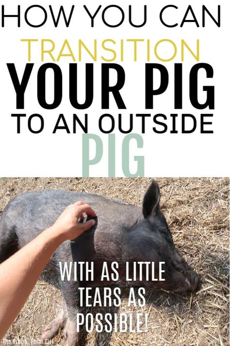 Ready to have your mini pig live outside for the majority of the time? Here are tips to transition your pig to live outside. Or you could transition your pig to be an indoor-outdoor pig.   #minipigs #tips #howto #pigs #minaturepigs #potbelly #farmlife Outdoor Pig Shelter, Backyard Pigs, Mini Potbelly Pigs, Mini Pig Care, Juliana Pigs, Potbelly Pigs, Pig Shelter, Insulating A Shed, Pig Ideas