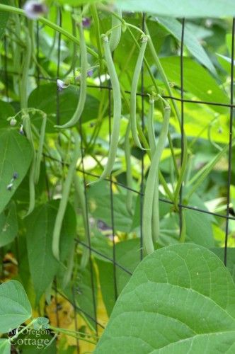 Easy to Pick Emerite Pole Beans Pole Bean Trellis, Green Bean Trellis, Green Bean Seeds, Bean Trellis, Growing Green Beans, Growing Beans, Gemüseanbau In Kübeln, Mint Garden, Container Vegetables