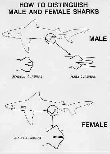 How to distinguish between male and female sharks Shark Identification Charts, Oceanography Marine Biology, Save The Sharks, Shark Facts, Shark Photos, Shark Pictures, Shark Art, Animal Science, Marine Biologist