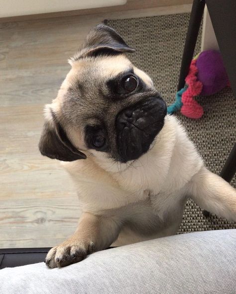 Cute Pug Puppies, Serie Bmw, Very Cute Puppies, Baby Pugs, Pug Puppies, Pugs Funny, Cute Pugs, Silly Animals, Cute Funny Dogs