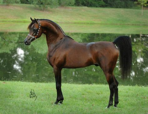 THE Marwan Al Shaqab. Arabian Horse Foal, Horse Arabian, Arabian Stallions, Beautiful Arabian Horses, Most Beautiful Horses, Most Beautiful Animals, Majestic Horse, All The Pretty Horses, Arabian Horses