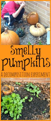 The Smelly Pumpkin Experiment - A Lesson in Decomposition from www.fun-a-day.com.  Fun explorations and play with pumpkins, then a real life lesson in decomposition and the pumpkin life cycle. Experiment For Preschool, Pumpkin Life Cycle, Halloween Science, Pumpkin Activities, Pumpkin Flower, Outdoor Classroom, Pumpkin Jack, Preschool Science, Outdoor Learning