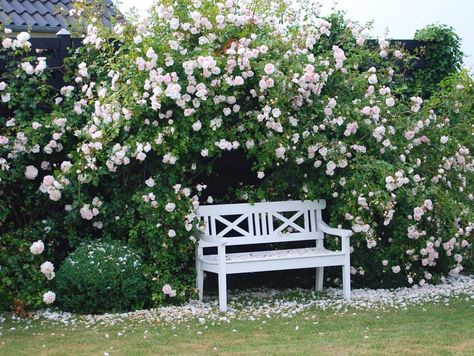 Rose Terrace, Lutyens Bench, Garden Seats, Family Tree Designs, Garden Seat, Garden Benches, Seating Ideas, Formal Garden, Garden Gazebo