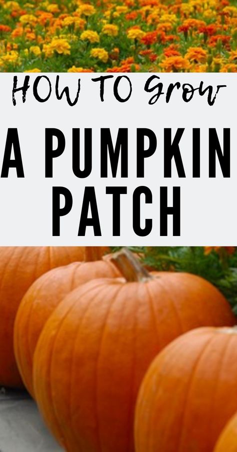 Pumpkin Patch Fence, Planting Pumpkins How To Grow, Mini Pumpkin Patch Garden, How To Grow A Pumpkin Patch, Planting A Pumpkin Patch, Pumpkin Growing Ideas, How To Make A Pumpkin Patch, Best Way To Grow Pumpkins, Growing A Pumpkin Patch