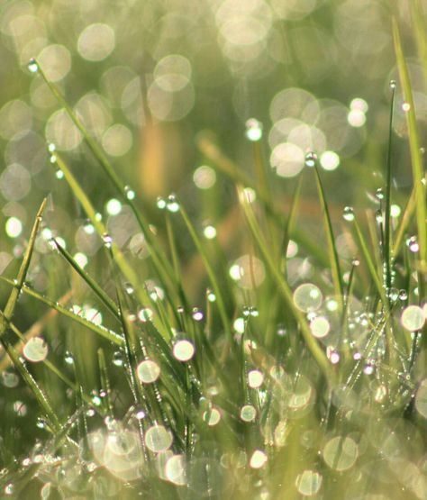 Dewy Morning Aesthetic, Dewy Grass Aesthetic, Stormy Spring Aesthetic, Dewy Morning, Stormy Meadow, Dreamy Meadow, Morning Photography, Spring Morning, Roses