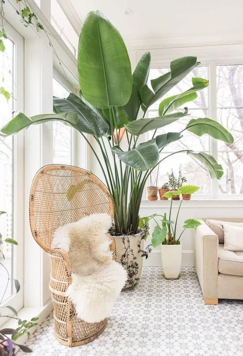 My Indoor Trees Obsession And A Roundup Of The Best Low Light Indoor Trees - hydrangea treehouse Houseplants Safe For Cats, Big Indoor Plants, Common House Plants, Easy Care Houseplants, Large Indoor Plants, نباتات منزلية, Trendy Plants, Living Room Plants, Indoor Trees