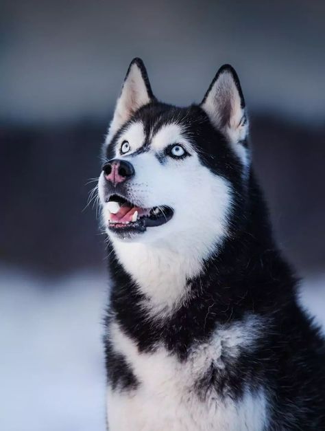 Husky Photography, Siberian Husky Names, Alaskan Dog, Shitzu Puppies, Cute Husky, Husky Lover, Siberian Husky Puppies, Cute Animals Puppies, Dog Info