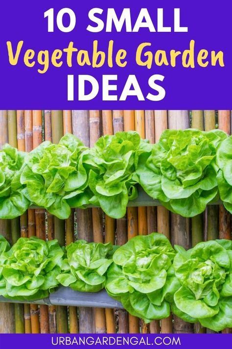 Small Vegetable Garden Ideas, Condo Garden, Indoor Hydroponic Gardening, Small Vegetable Garden, Balcony Gardens, Vegetable Garden Ideas, Tattoo Plant, Raised Vegetable Gardens, Bucket Gardening