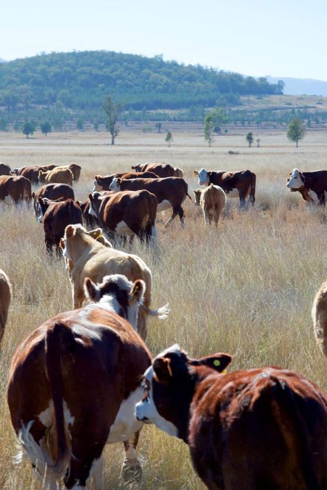 How to Find Local Grass-Fed Beef - Clean Eating Kitchen Cows Aesthetic, Beef Farming, Beef Cow, Grass Fed Meat, Career Options, Art Courses, Cottagecore Aesthetic, Grass Fed Beef, Year Plan