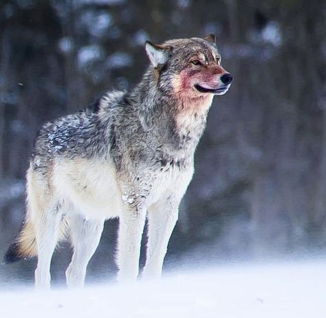 Wolf Eating Meat, Wolves Hunting, Wolf Growling, Wolf Hunting, Wolf Hybrid, Wolf Pup, Alpha Wolf, Wolf Photos, Wolf Spirit Animal