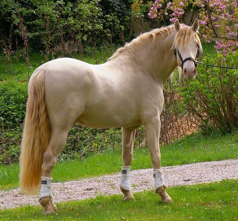 Cream Horse, Kathiyawadi Horse, Horse Breeder, Gorgeous Horses, Horse And Buggy, Horse Dressage, Horse Colors, Andalusian Horse, Dressage Horses