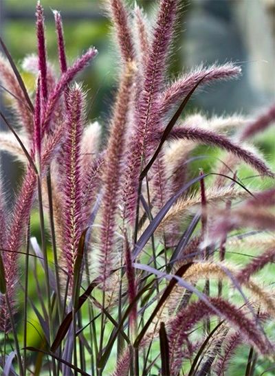 Garden Design Ideas Inspiration, Australian Garden Design, Garden Front Of House, Australian Native Garden, Ornamental Grass, Fountain Grass, Front Garden Design, Australian Native Flowers, Purple Plants