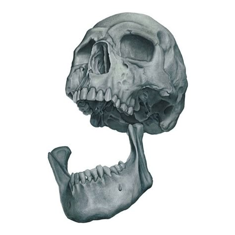 Bone Sketch, Skull Jaw, Portfolio Reference, Human Anatomy For Artists, Artwork Pencil, Alpha Designs, Skull Reference, Anatomy For Artists, Jaw Bone