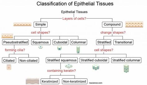 Classification and Types of Epithelial Tissues - Rs' Science Body Anatomy Organs, Epithelial Tissue, Boyfriend Quotes Funny, Anatomy Organs, Animal Cell, Grade 10, Biology Notes, Nursing Notes, Nurse Quotes