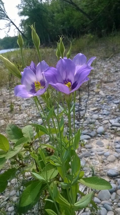 Prairie Gentian, Desert Landscaping, Native Plants, Landscaping, Villa, Paint, Plants, Nature