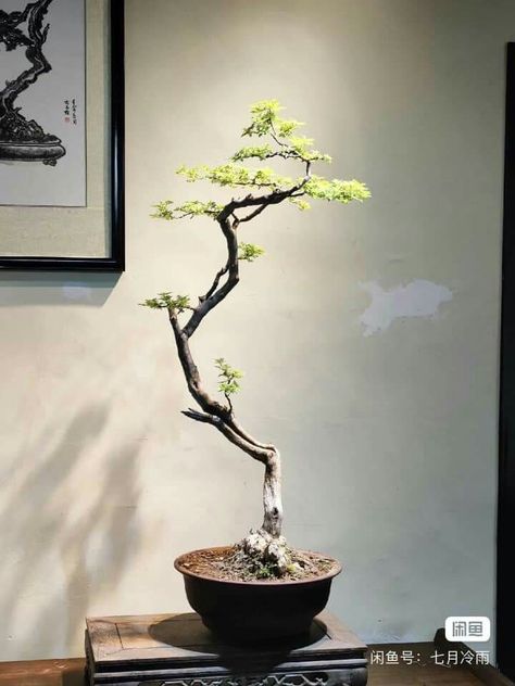 Wabi Sabi Plants, Bonsai Bunjin, Literati Bonsai, Diorama Project, Bonsai Ideas, Bonsai Styles, Flower Gift Ideas, Bonsai Art, Bonsai Plants