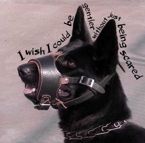 wendi (@bonesofadoe) on X Dog Muzzle Aesthetic, Muzzle Aesthetic, Muzzled Dog, Doberman Dogs, Sharp Teeth, Doberman, Dog Art, Dogs, Quick Saves