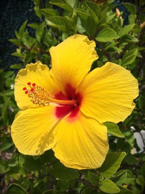 Levi Kelly, Yellow Hibiscus, Hibiscus Plant, Nothing But Flowers, Hawaiian Flowers, Deco Floral, Pretty Plants, Beautiful Flowers Pictures, Ipad 4