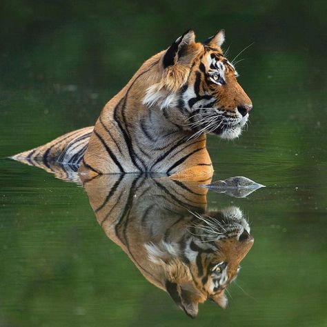 Photo by @sachin_rai_photography Tiger in Ranthambore National Park.#tiger #nature #wildlife #ranthambore #wildlifewarrior… Ranthambore National Park, Tiger Pictures, Majestic Animals, Cheetahs, A Tiger, Large Cats, Alam Yang Indah, Wild Life, Animal Planet