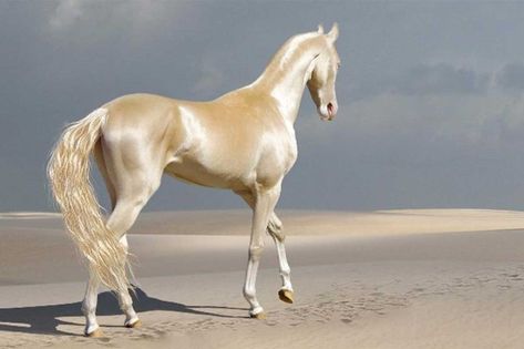 The Akhal Teke Horses Of Turkmenistan Look Like They're From A Dream Akhal-teke, Ahal Teke, Rare Horse Breeds, Akhal Teke Horses, Rare Horses, Golden Horse, Akhal Teke, Most Beautiful Horses, Most Beautiful Animals