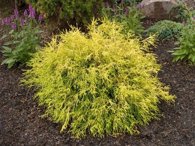 Golden Mop Thread-leaf False Cypress | Wilson Nurseries Gold Mop Cypress, Chamaecyparis Pisifera, Lawn Landscape Design, False Cypress, Evergreen Landscape, Front Landscape, Landscaped Garden, Lawn Landscape, Landscaping Design Ideas