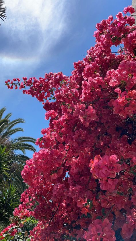 Greece Pink Flowers, Greek Pink Flowers, Flower Summer Aesthetic, Flowers In Greece, Greece Flowers, Future Restaurant, Ancient Greece Aesthetic, Aesthetic Greek, Palm Tree Flowers