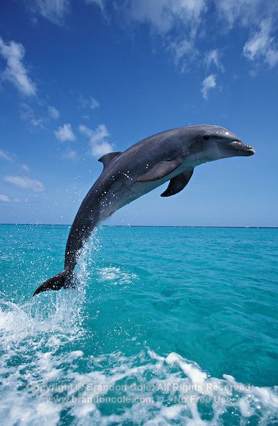 Bay Islands Honduras, Dolphin Images, Dolphin Photos, Dolphin Art, Bottlenose Dolphin, Water Animals, Beautiful Sea Creatures, Roatan, Ocean Creatures