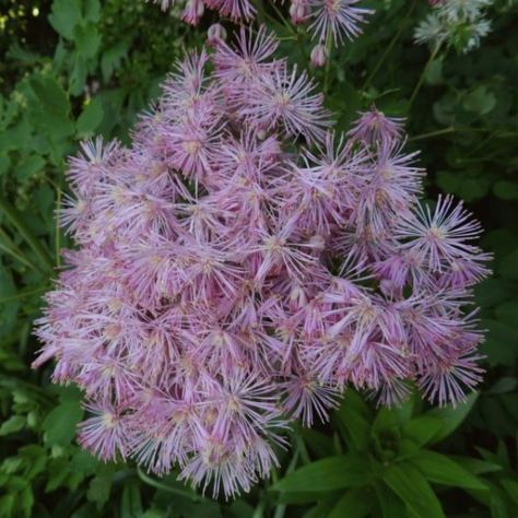 Powerful Perennials - Creating a Thriving Perennial Garden in the Western Rocky Mountains Shady Garden, Tall Plant, Shade Perennials, Meadow Rue, Blooming Plants, Tall Plants, Bluish Green, Perennial Garden, Pretty Plants