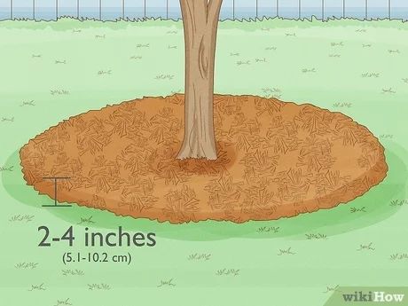 How to Mulch around a Tree: 4 Easy Steps (With Pictures) Tree Mulch, Willow Tree, Mulch, Dream Garden, Yard Landscaping, Easy Steps, Easy Step, A Tree, Soil