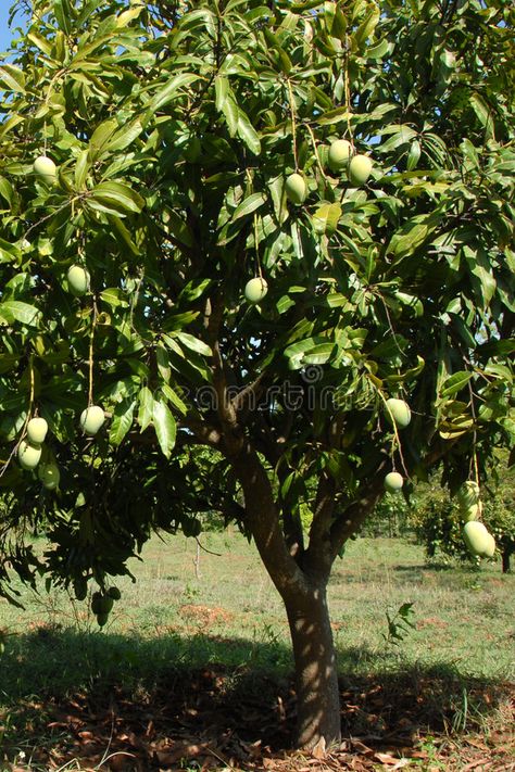 Mango tree. A mango tree with hanging fruit , #affiliate, #tree, #Mango, #mango, #fruit, #hanging #ad Mango Tree Aesthetic, Mango Tree Photography, Mango Tree Images, Wallpaper Plants Aesthetic, Mango Garden, Mango Aesthetic, Malaria Symptoms, Brazil Rainforest, Salsa Mango