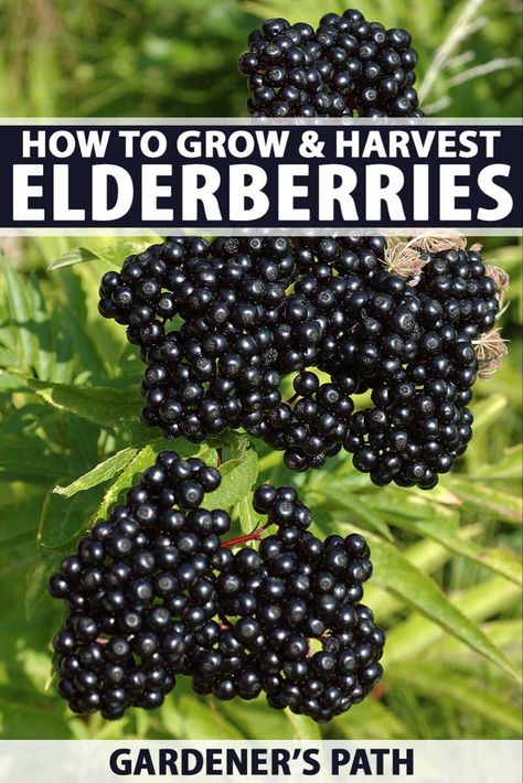 Make Syrup, Elderberry Plant, Small Holding, Elderberry Recipes, Growing Fruit Trees, Food Forest, Home Vegetable Garden, Growing Fruit, Fruit Garden