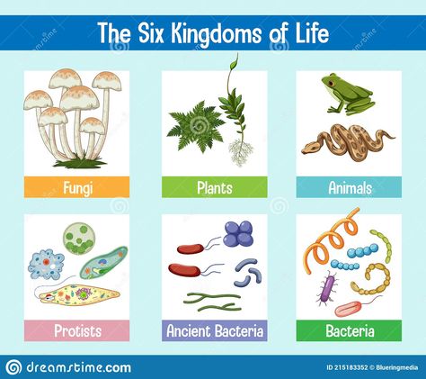 5 Kingdoms Of Living Things, Living Things Drawing, Kingdoms Of Living Things, Everything In Moderation, Plant Kingdom, Different Diets, Different Body Types, Life Poster, Parts Of A Plant