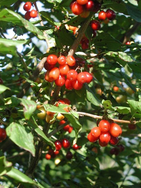 Cornelian Cherry, Cornus Mas, Small Farms, Yellow Blossom, Cherry Fruit, Wild Edibles, Home Landscaping, Fruit Plants, Fruit Garden