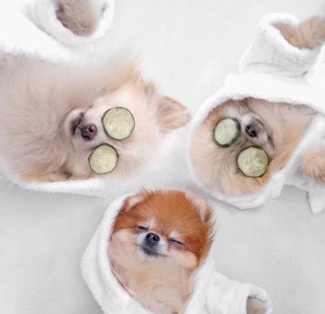 331 images about Pets 🐩 on We Heart It | See more about animal, cute and dog Finally Weekend, Clever Animals, Dog Spa, Helping Animals, Dog Hotel, Pet Resort, Pet Spa, Coffee Body Scrub, Dog Photoshoot