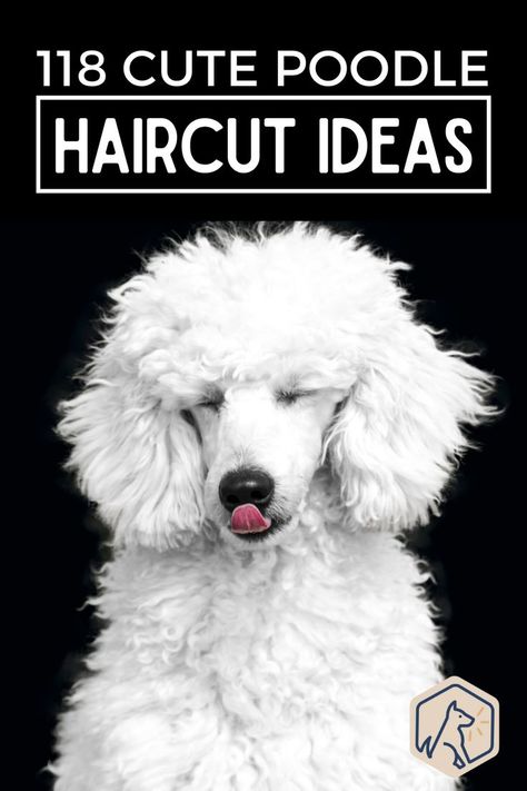 White Dog Names, Standard Poodle Cuts, Poodle Puppy Cut, Standard Poodle Grooming, Standard Poodle Haircuts, Toy Poodle Haircut, Poodle Haircut Styles, Poodle Hair, Dog Grooming Styles