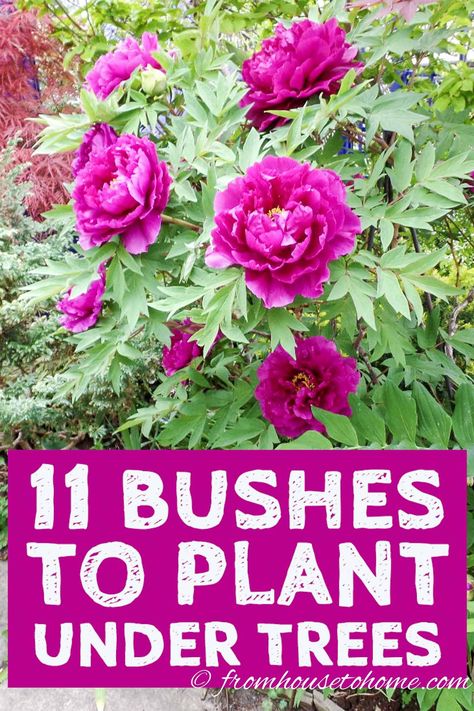 Find out which bushes to plant under trees in the shade garden in your backyard or front yard. These shrubs with beautiful flowers will help to brighten up your yard. #fromhousetohome #shrubs #gardenideas #shadegarden  #shadelovingshrubs #shadeplants #perennials Best Shrubs For Shade, Evergreens For Shade, Shade Loving Shrubs, Plants Under Trees, Evergreen Bush, Twig Dogwood, Shade Shrubs, Flowering Bushes, Shade Garden Plants