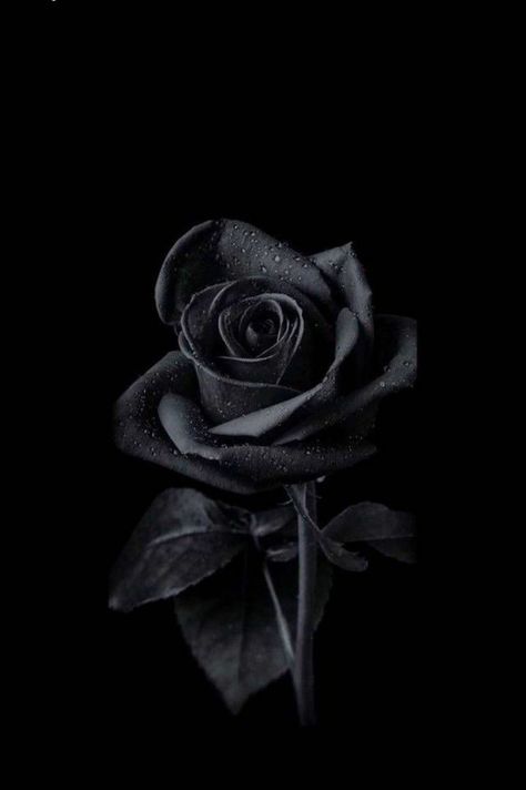 Black Rose Wallpaper Iphone, Black Rose Aesthetic Dark, Dark Rose Wallpaper, Black Rose Picture, Beauty In Darkness, Dark Roses, Rose Picture, Floral Backgrounds, Halloween Wallpaper Iphone Backgrounds