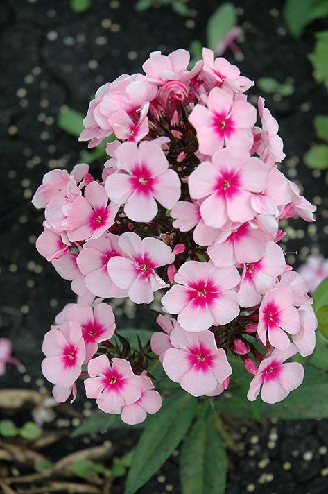 Click to view a full-size photo of Bright Eyes Garden Phlox (Phlox paniculata 'Bright Eyes') at The Growing Place Phlox Flower Tattoo, Garden Phlox Perennials, Posies Flowers, Garden Phlox Perennials In Landscape, Phlox Flower Perennial Plant Landscape, Phlox Flower Perennial Plant, Phlox Jeana, Phlox Flower, Phlox Paniculata Blue Paradise