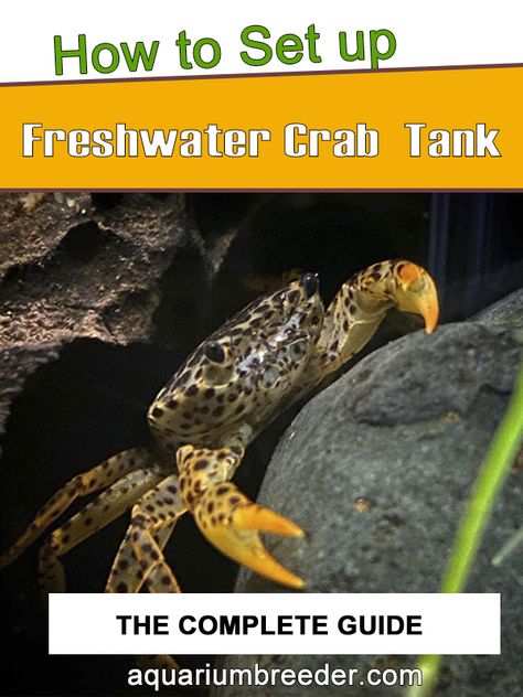 Pet Crab Tanks, Crab Tank Aquarium, Vampire Crab Tank Setup, Freshwater Crab Aquarium, Red Claw Crab Tank, Fiddler Crab Tank Ideas, Crab Tank Ideas, Crab Farming, Catfish Farming