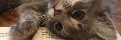 - photo not mine, creds to the owners Cute Twitter Headers, Twitter Backgrounds, New Tesla, Widget For Iphone, Twitter Header Pictures, Cute Banners, Cute Headers, Header Pictures, Brown Cat