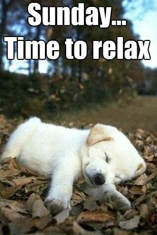 2nov14 Sunday Time To Relax quote quotes sunday days of the week cute puppy sunday quotes Yellow Lab Puppy, Puppy Sleeping, Lab Puppy, Söt Katt, Memes Humor, Springer Spaniel, Cute Creatures, Sweet Animals, 귀여운 동물