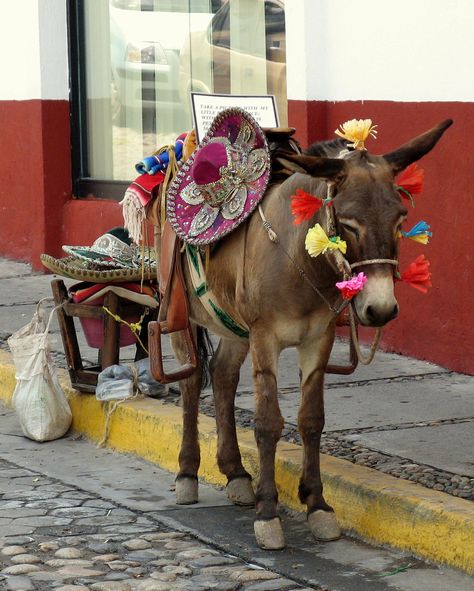 Mexico Animals In Mexico, Mexican Animals, Mexico Animals, Cute Donkey, Photo Opportunity, Mexican Heritage, A Donkey, South Of The Border, Mexican Culture