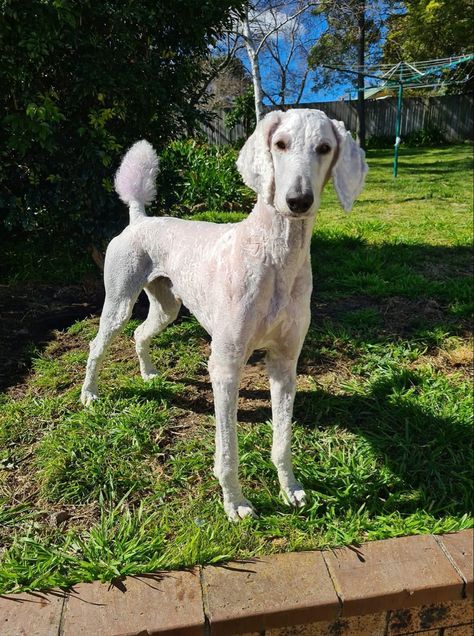 Poodle (Standard) Shaved Standard Poodle, Standard Poodle Haircut Styles Short, Standard Poodle Aesthetic, Shaved Poodle, Big Poodle, Poodle Puppy Cut, Poodle Hairstyles, Standard Poodle Haircuts, Poodle Haircuts