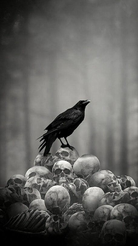 Skull Art Drawing, Crow Art, Raven Art, رعب نفسي, Dark Art Tattoo, Skull Wallpaper, Beautiful Dark Art, Creepy Art, Arte Fantasy