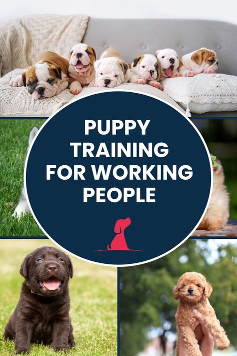 Learn how to crate train your puppy while you're at work. These tips make it easier to balance your job and puppy training. Create a well-adjusted and happy pup even with a busy schedule! Crate Training Schedule, Crate Train, Training A Puppy, Puppy Starter Kit, Train Your Puppy, Puppy Obedience Training, Crate Training Puppy, Positive Dog Training, Puppy Proofing