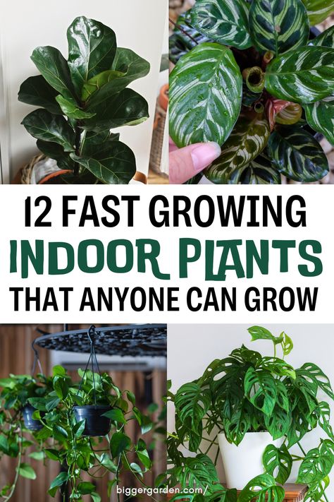 Get inspired with 12 fast-growing indoor plants. Simple care tips for adding vibrant greenery to your indoor garden. Types Of House Plants Indoor, Quick Growing Plants, Plants To Grow At Home, Grow Lamps, Fast Growing, The Plant, Growing Plants, Indoor Plants, To Read