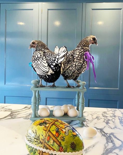 Plain English Design on Instagram: “Back by popular demand… our Easter chickens and much loved family members of our Co-Founder, Tony. Sophia and Julietta are Silver Seabright…” Easter Chickens, Plain English, Easter Chicken, English Design, Co Founder, Farm Life, Farm Animals, Family Members, Dinosaur Stuffed Animal